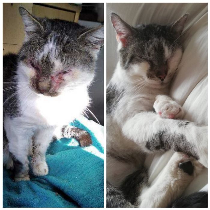 Meet Otik. We Adopted Him On April 18th 2020. The First Pic Is The State His First Owners Left Him In And Eventually Decided To Have Him Euthanised. A Good Soul Saw Him At The Vet's Surgery And Saved His Life. A Month Later He Came To Us. He Is A Darling.