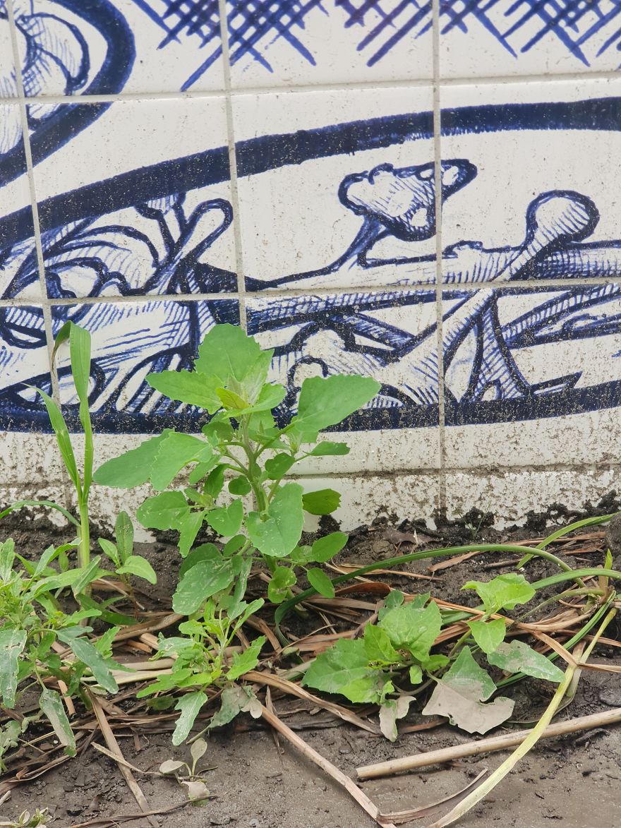 My Delft Blue Bionic Bic Pen Thrash Tiles On Biggest Skatepark In Amsterdam