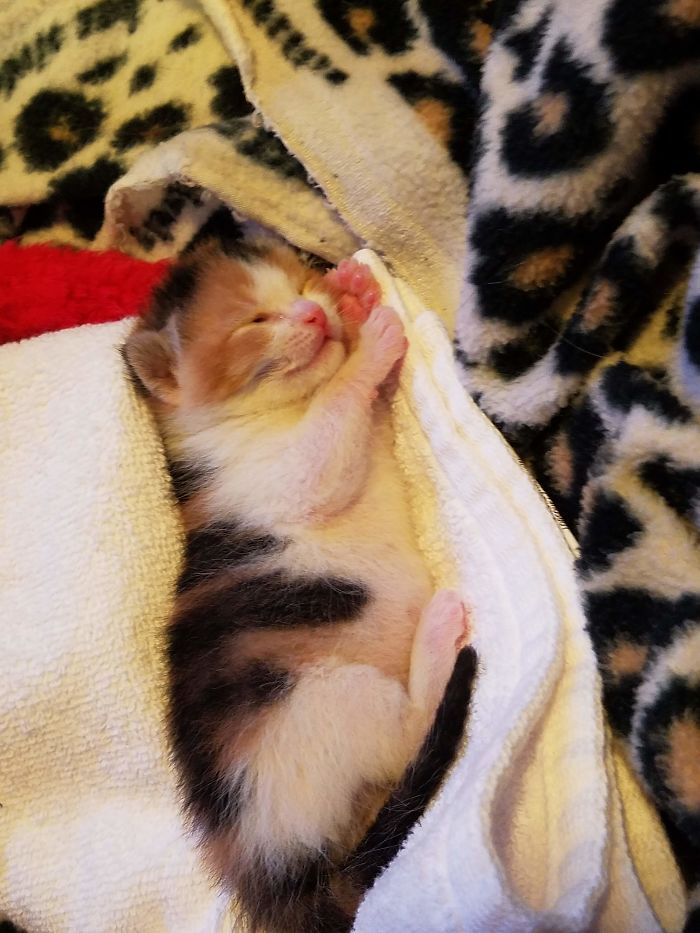 7 Days Old, Eyes Just Opening. We Rescued Her From A Box Next To A Trash Can. Who Would Throw Away Such An Angel?