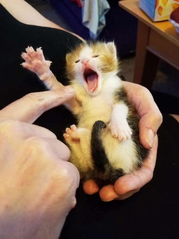 Meet Morrigan, Born July 5, 2020