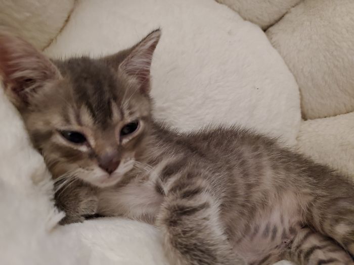 After Engineering Mischief... She Lounges