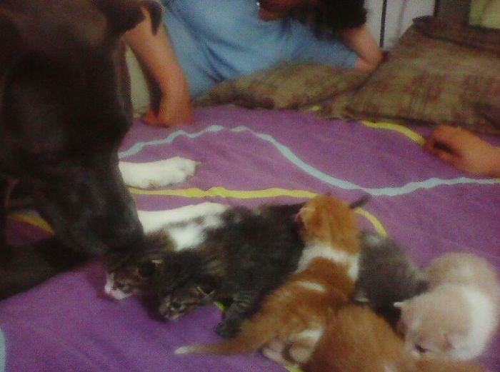 Best Auntie Forevermore Ever