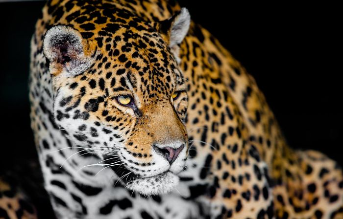 I Am A Wildlife Hunter, But My 'Gun' Is My Camera (19 Pics)