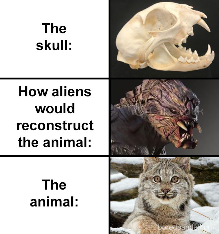 Skull-How-Aliens-Would-Reconstruct-Animal-Meme