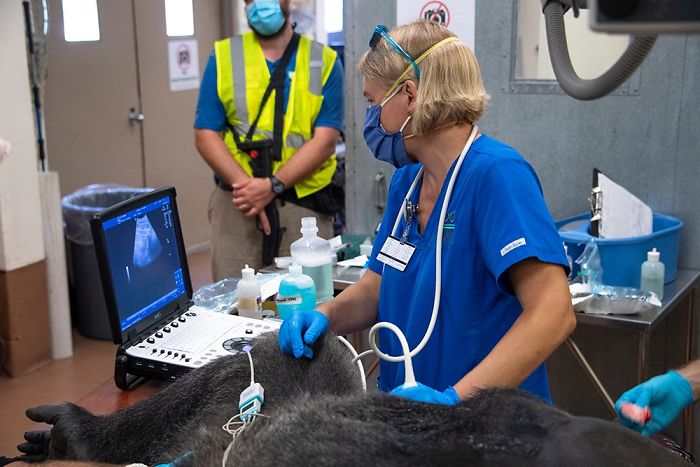 Images Of 433-Pound Gorilla Taking A COVID-19 Swab Test, Among Other Procedures, Got The Internet Buzzing (25 Pics) Images Of 433-Pound Gorilla Taking A COVID-19 Swab Test, Among Other Procedures, Got The Internet Buzzing (25 Pics)