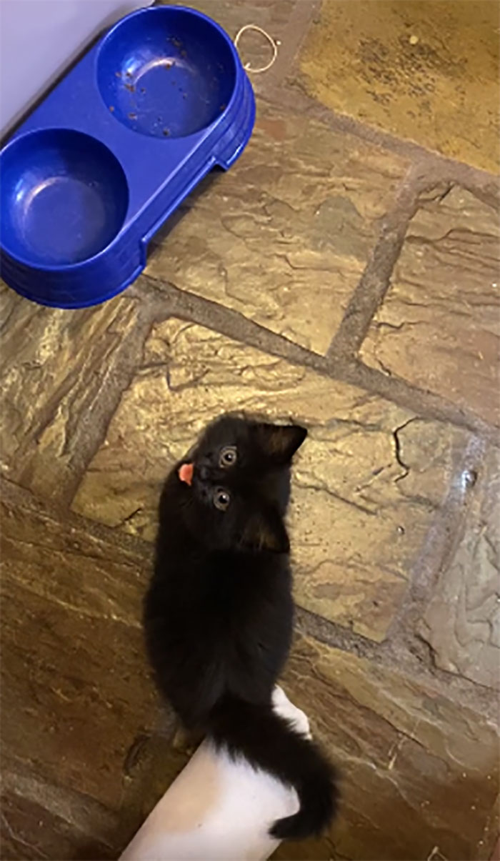 Our Newest Kitty, Pippy, She Was Found Abandoned, Covered In Fleas And Malnourished. She Is Getting So Much Love And Has Never Eaten So Well. She’s Been The Best Thing During This Isolation.