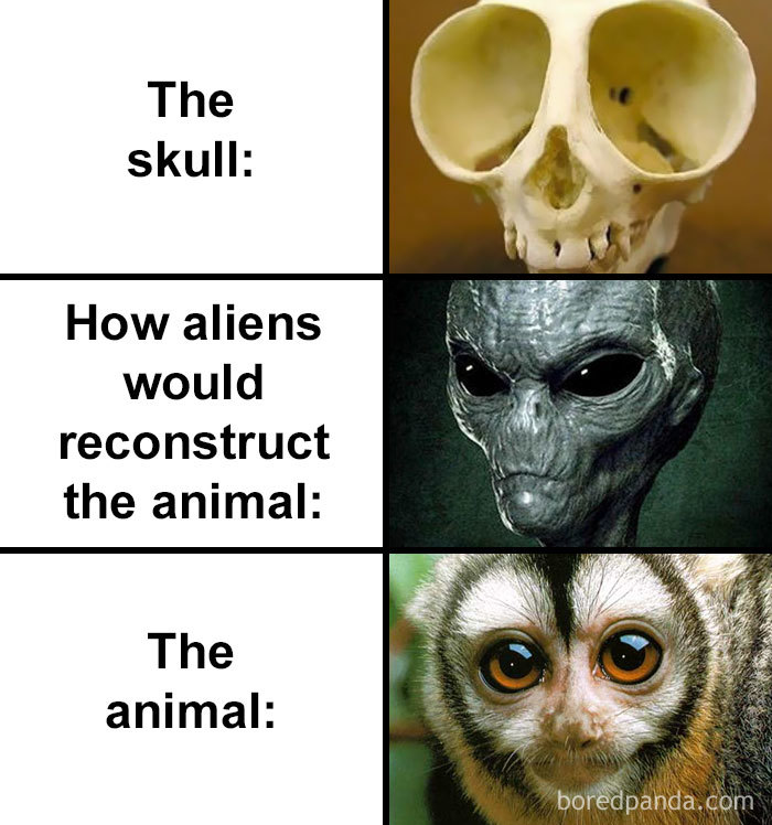 Skull-How-Aliens-Would-Reconstruct-Animal-Meme