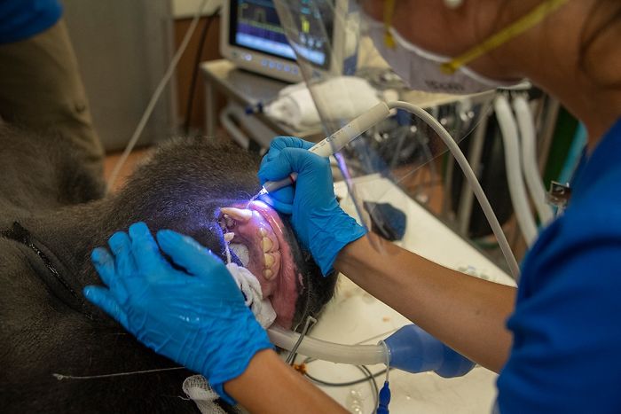 Images Of 433-Pound Gorilla Taking A COVID-19 Swab Test, Among Other Procedures, Got The Internet Buzzing (25 Pics)