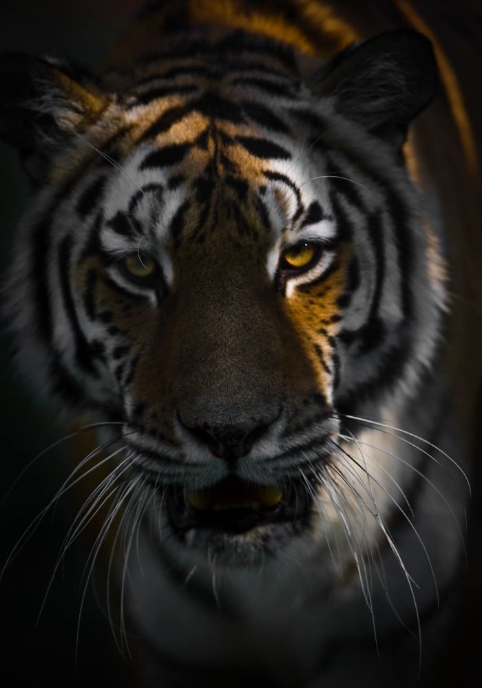 I Am A Wildlife Hunter, But My 'Gun' Is My Camera (19 Pics)