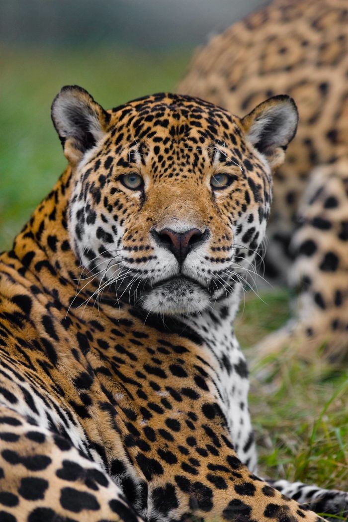 I Am A Wildlife Hunter, But My 'Gun' Is My Camera (19 Pics)