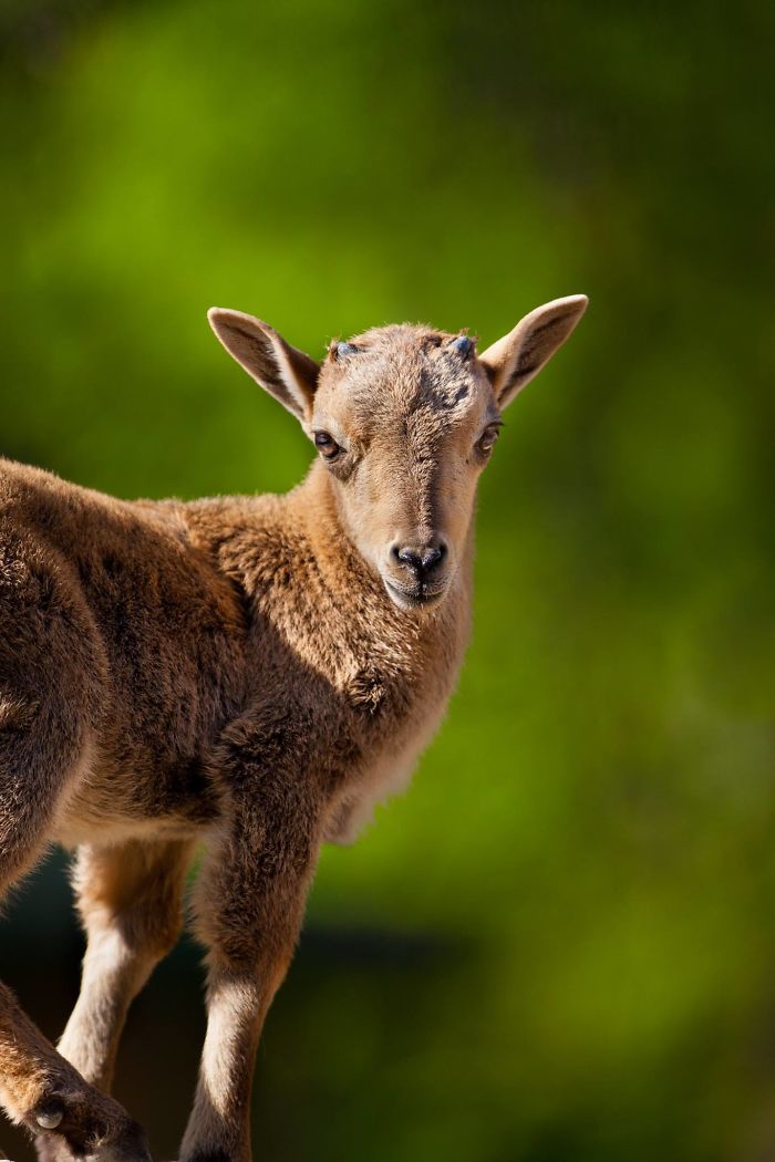 I Am A Wildlife Hunter, But My 'Gun' Is My Camera (19 Pics)