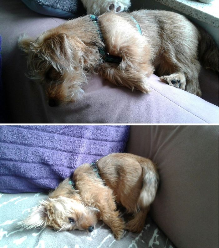 Ivy, 4 Month Old, Feel Asleep On Top On The Couch, Slide Down, Still Asleep :)