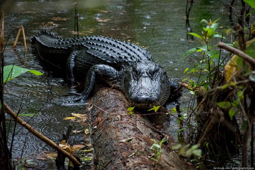 Here Are My 5 Nature Pics Here Are My 5 Nature Pics