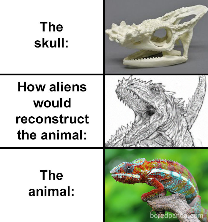 Skull-How-Aliens-Would-Reconstruct-Animal-Meme