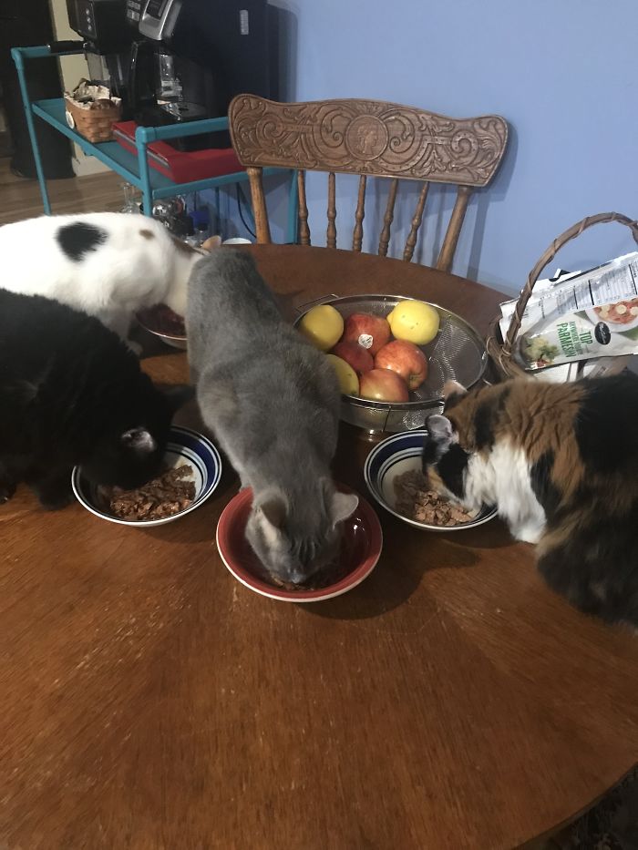 All Of Our Babies Came To Us As Adopted Babies. Not All New Babies Start Out As Kittens