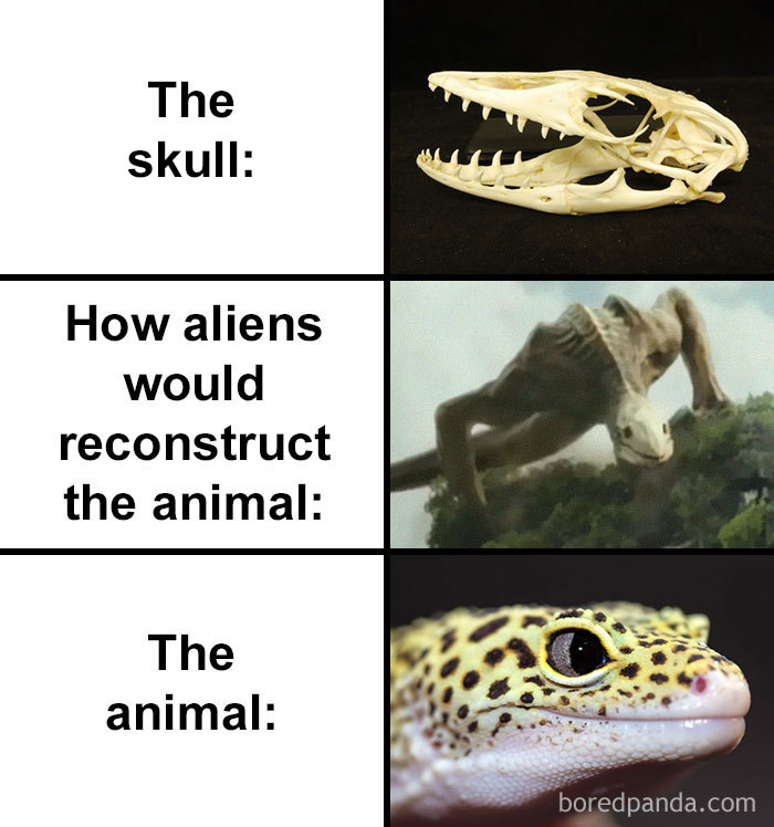 Skull-How-Aliens-Would-Reconstruct-Animal-Meme