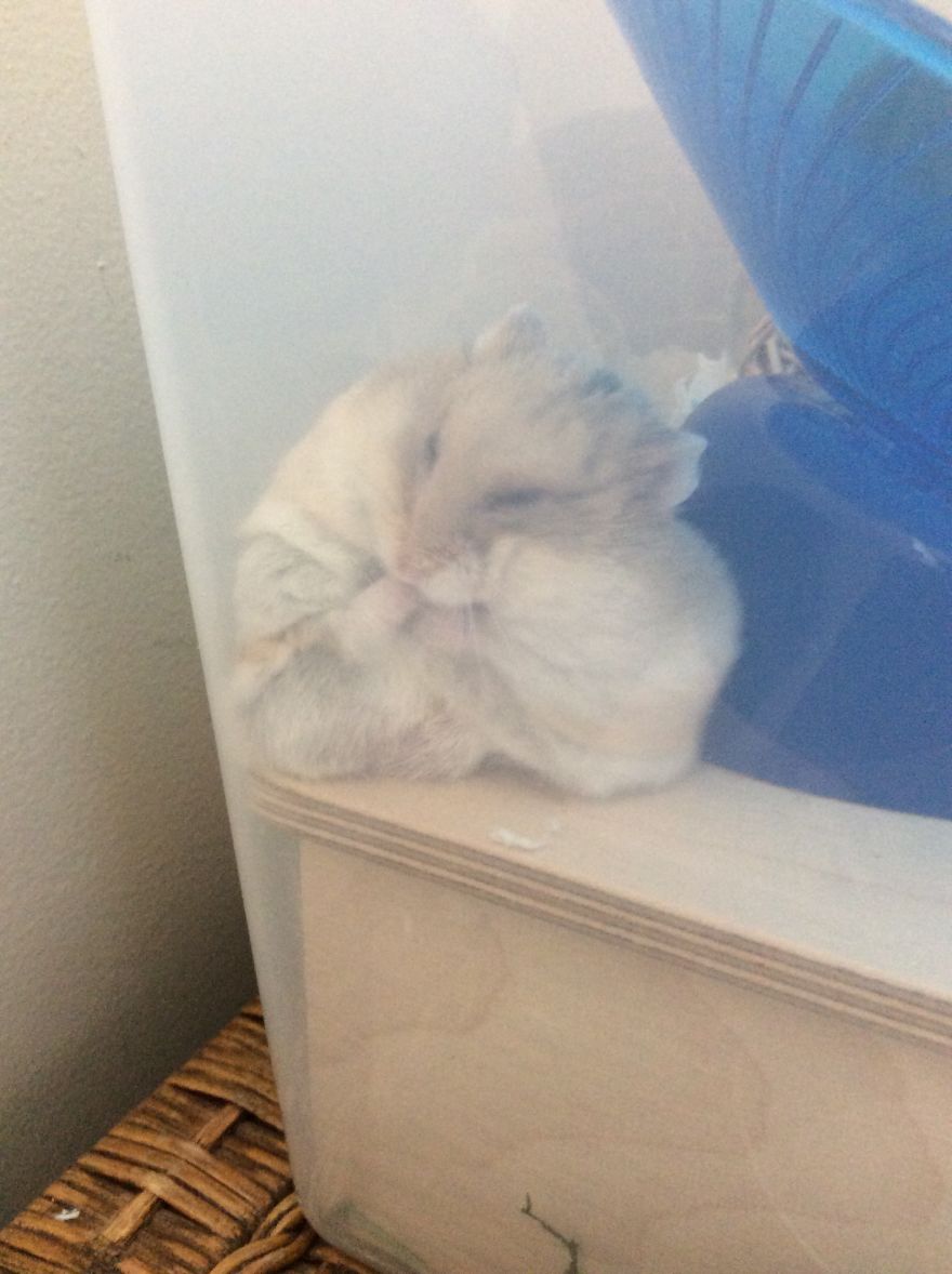 My Hamster Is The Cutest My Hamster Is The Cutest