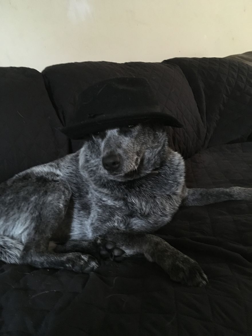 Types Of Doggos In This World