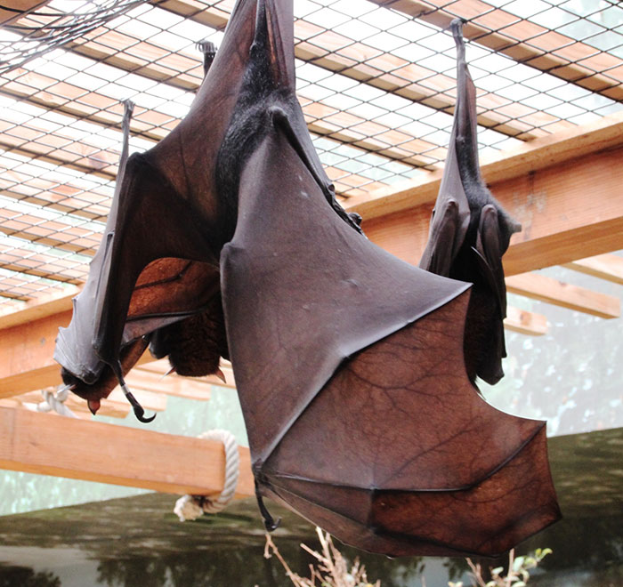 People Are Horrified Over This Enormous 'Human-Sized' Bat