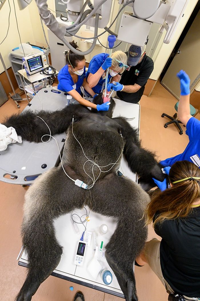 Images Of 433-Pound Gorilla Taking A COVID-19 Swab Test, Among Other Procedures, Got The Internet Buzzing (25 Pics) Images Of 433-Pound Gorilla Taking A COVID-19 Swab Test, Among Other Procedures, Got The Internet Buzzing (25 Pics)