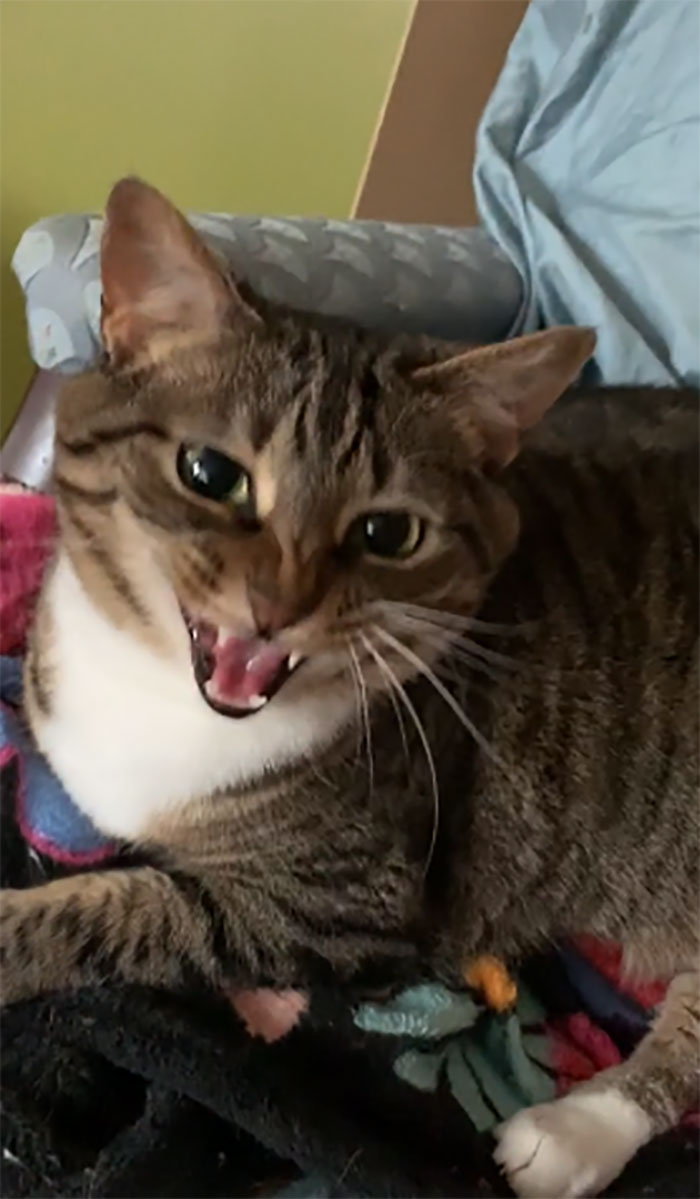 Please Accept My Cat Who Is “Too Weak” To Actually Yell Because She Hasn’t Eaten Breakfast Yet