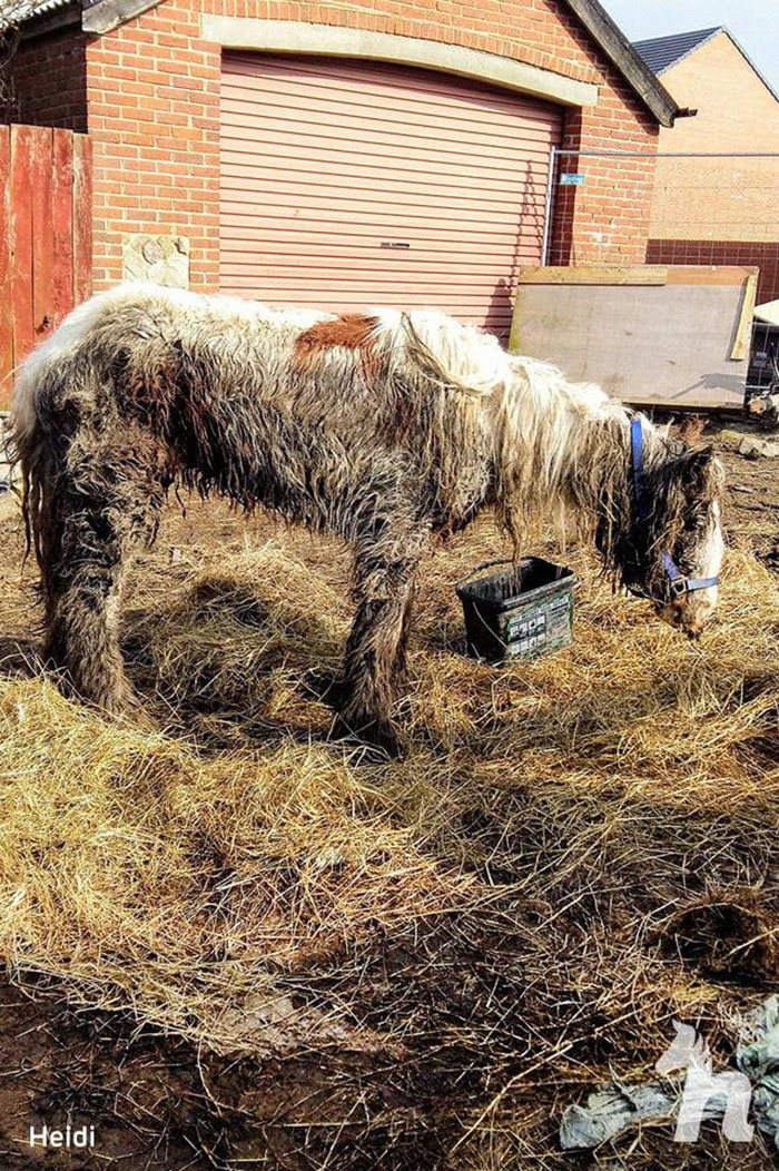 Volunteers 'Shocked' To See This 'Dead' Horse Still Alive Nurse It Back To Health And The Transformation Is Incredible