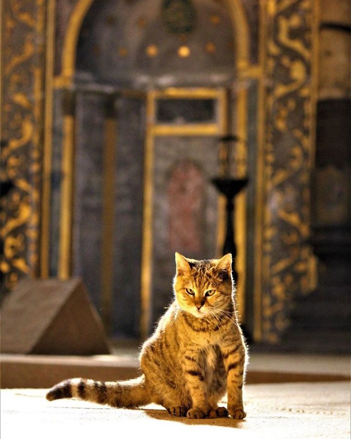 Hagia-Sophia-Cat