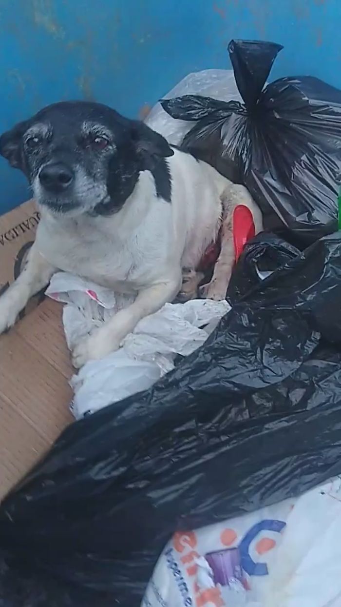Dog With A Tumor Is Thrown Away In A Dumpster Like Trash