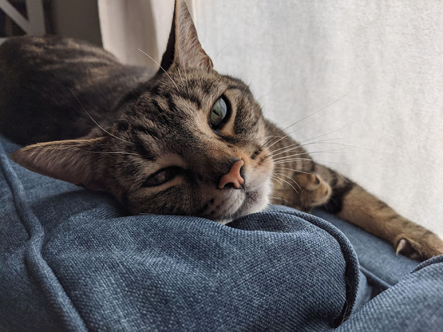 Video Of Kitten Having The Time Of His Life Inside Of A Fishbowl Goes Viral