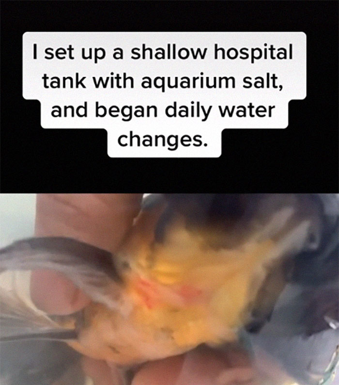 Dying, Neglected 10-Year-Old Goldfish Gets Returned To A Petstore, So This Person Nurses It Back To Health