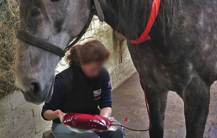 Volunteers 'Shocked' To See This 'Dead' Horse Still Alive Nurse It Back To Health And The Transformation Is Incredible Volunteers 'Shocked' To See This 'Dead' Horse Still Alive Nurse It Back To Health And The Transformation Is Incredible