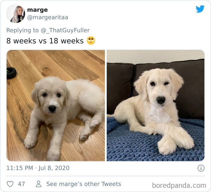 People-Share-Dog-Photos-Then-And-Now
