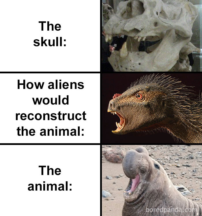 Skull-How-Aliens-Would-Reconstruct-Animal-Meme