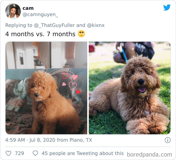 People-Share-Dog-Photos-Then-And-Now