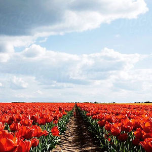 lailapeterson avatar