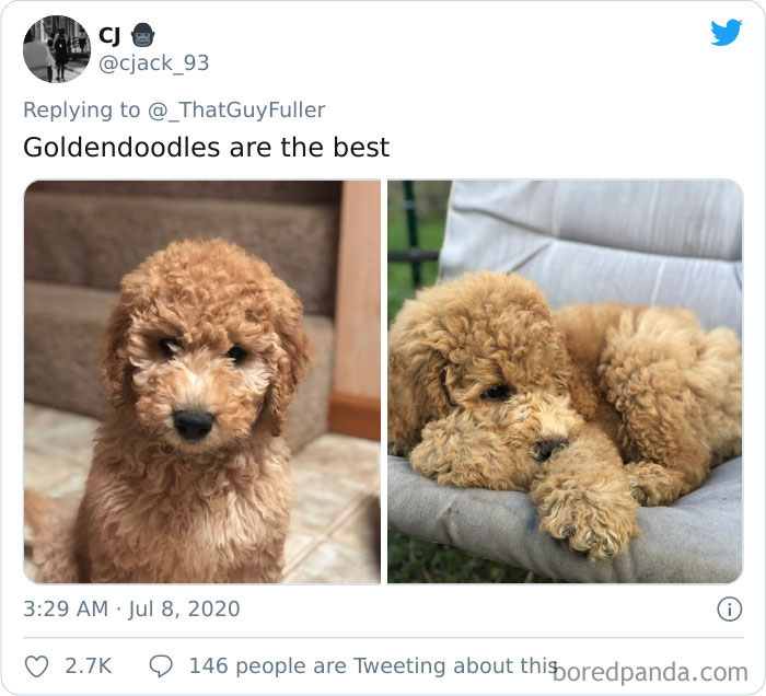 People-Share-Dog-Photos-Then-And-Now