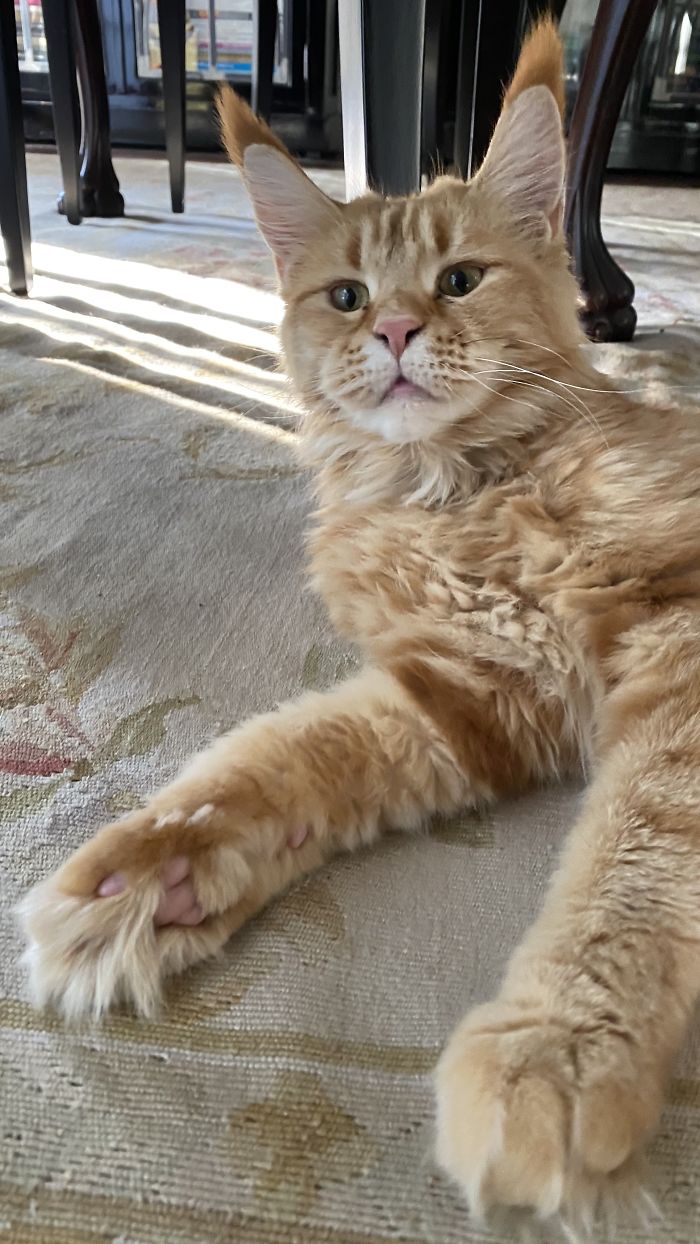 Maine Coon Babe Momo When She Was Adopted At 1 Yo