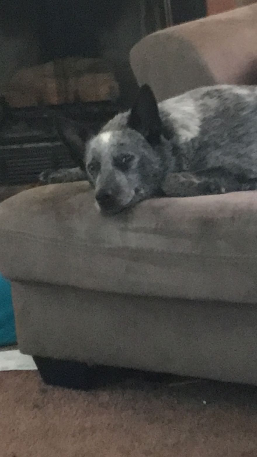 Types Of Doggos In This World