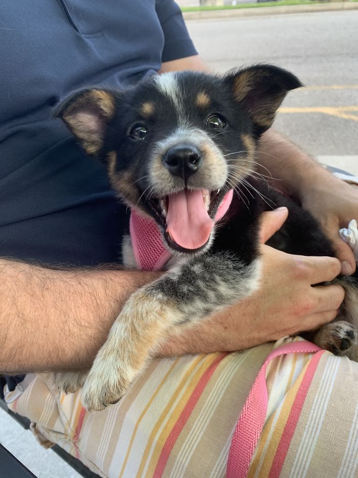 Never Estimate My Cuteness