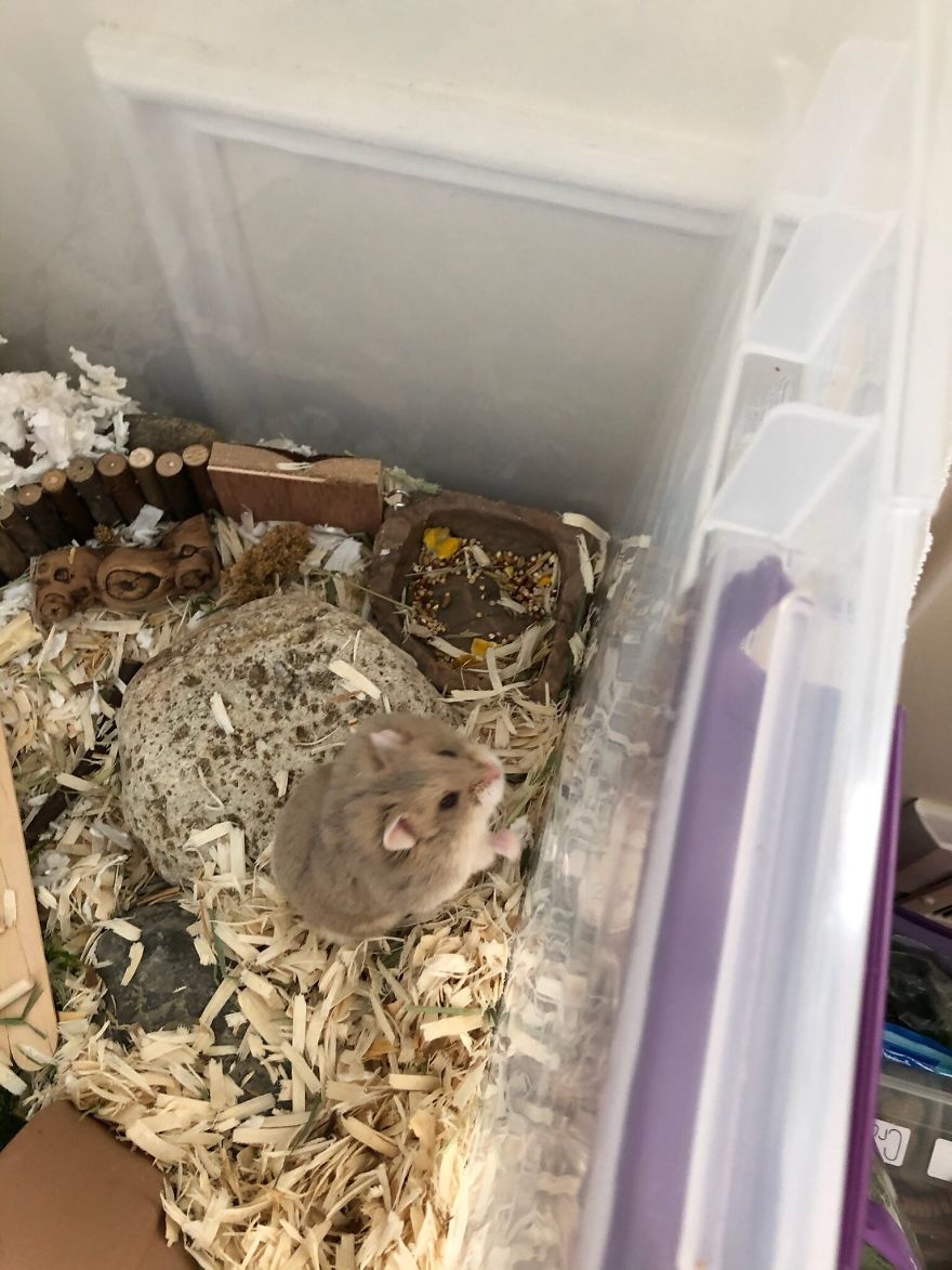 My Hamster Is The Cutest