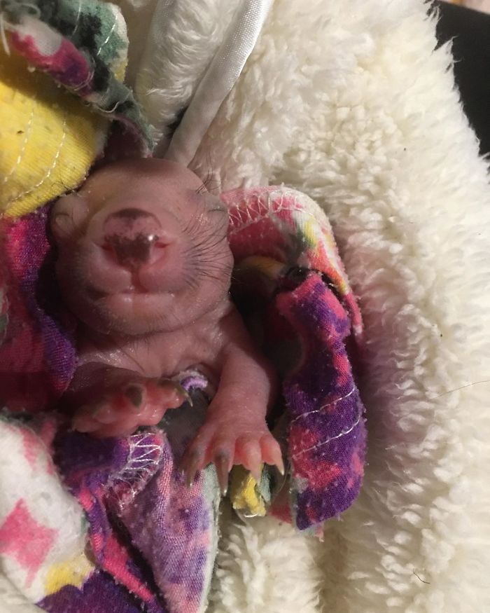 An Orphaned Baby Wombat Was Found In Her Dead Mother's Pouch Weighing Just 120 Grams, Got Rescued