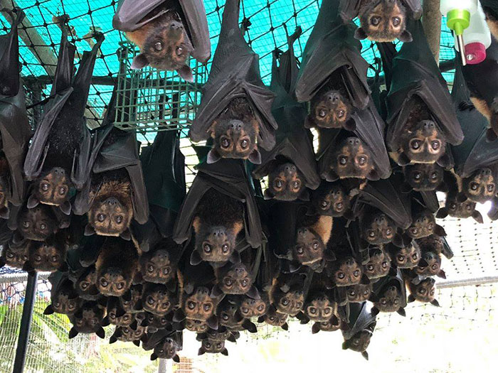 People Are Horrified Over This Enormous 'Human-Sized' Bat