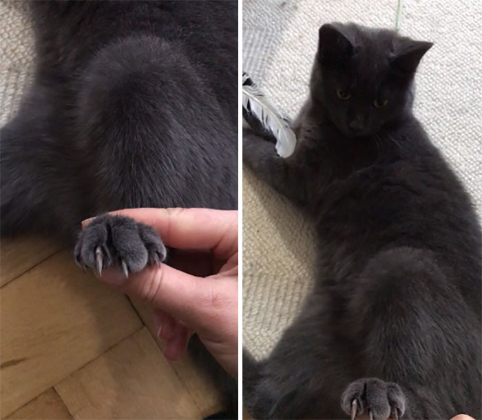 How Dare You Touch The Murder Mittens