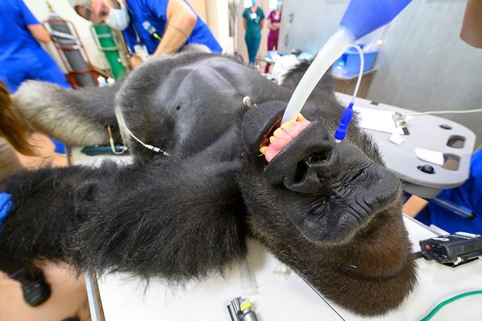 Images Of 433-Pound Gorilla Taking A COVID-19 Swab Test, Among Other Procedures, Got The Internet Buzzing (25 Pics) Images Of 433-Pound Gorilla Taking A COVID-19 Swab Test, Among Other Procedures, Got The Internet Buzzing (25 Pics)