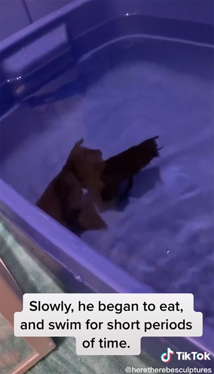 Dying, Neglected 10-Year-Old Goldfish Gets Returned To A Petstore, So This Person Nurses It Back To Health Dying, Neglected 10-Year-Old Goldfish Gets Returned To A Petstore, So This Person Nurses It Back To Health