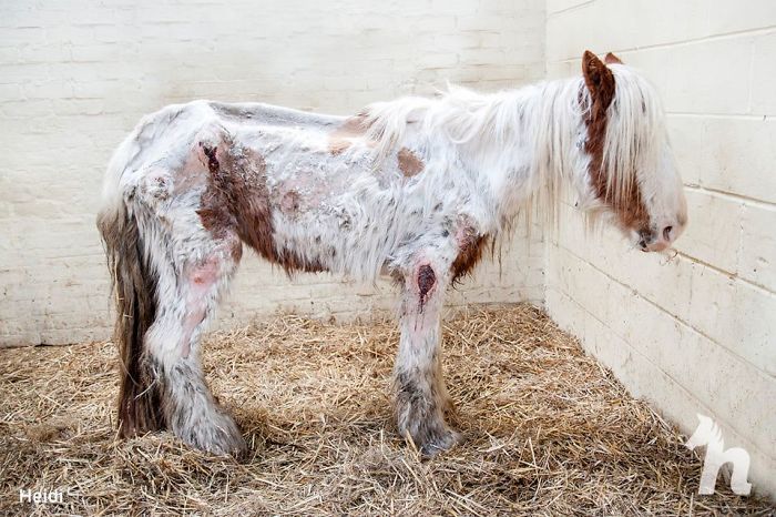 Volunteers 'Shocked' To See This 'Dead' Horse Still Alive Nurse It Back To Health And The Transformation Is Incredible