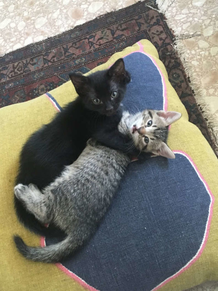 Stray Cat ‘Asks’ Woman To Let Her Inside So She Can Have Her Babies Stray Cat ‘Asks’ Woman To Let Her Inside So She Can Have Her Babies