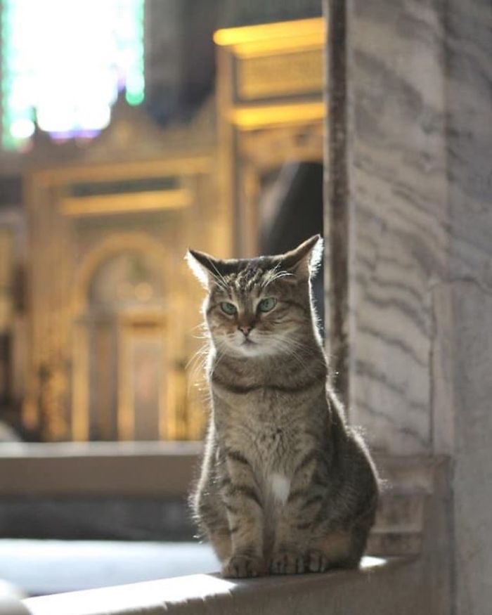 Hagia-Sophia-Cat
