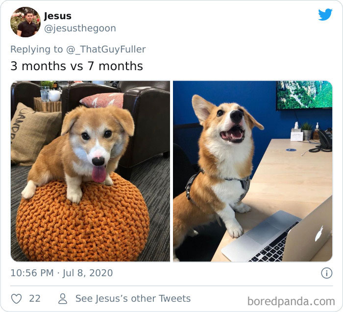 People-Share-Dog-Photos-Then-And-Now