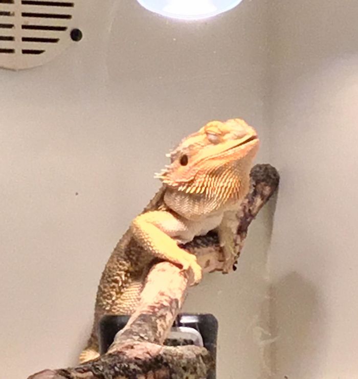 Our Lizzie Girl Was Dropped Off At A Pet Store. The Owner No Longer Wanted Her. When I Saw Her, It Was Love At First Sight. This Picture Is Her Within Hours Of Her New Home. She Was Enjoying The Heat From The Lamp. Lizzie Is A Very Sweet Bearded Dragon. She Loves To Sit On Your Chest While Watching A Movie. We Have Since Upgraded Her To Larger Enclosure. She Loves It.